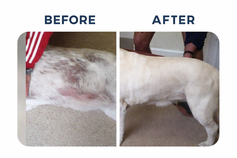 Visible Skin & Coat Transformation